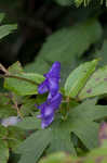 Southern blue monkshood <BR>Monkshood